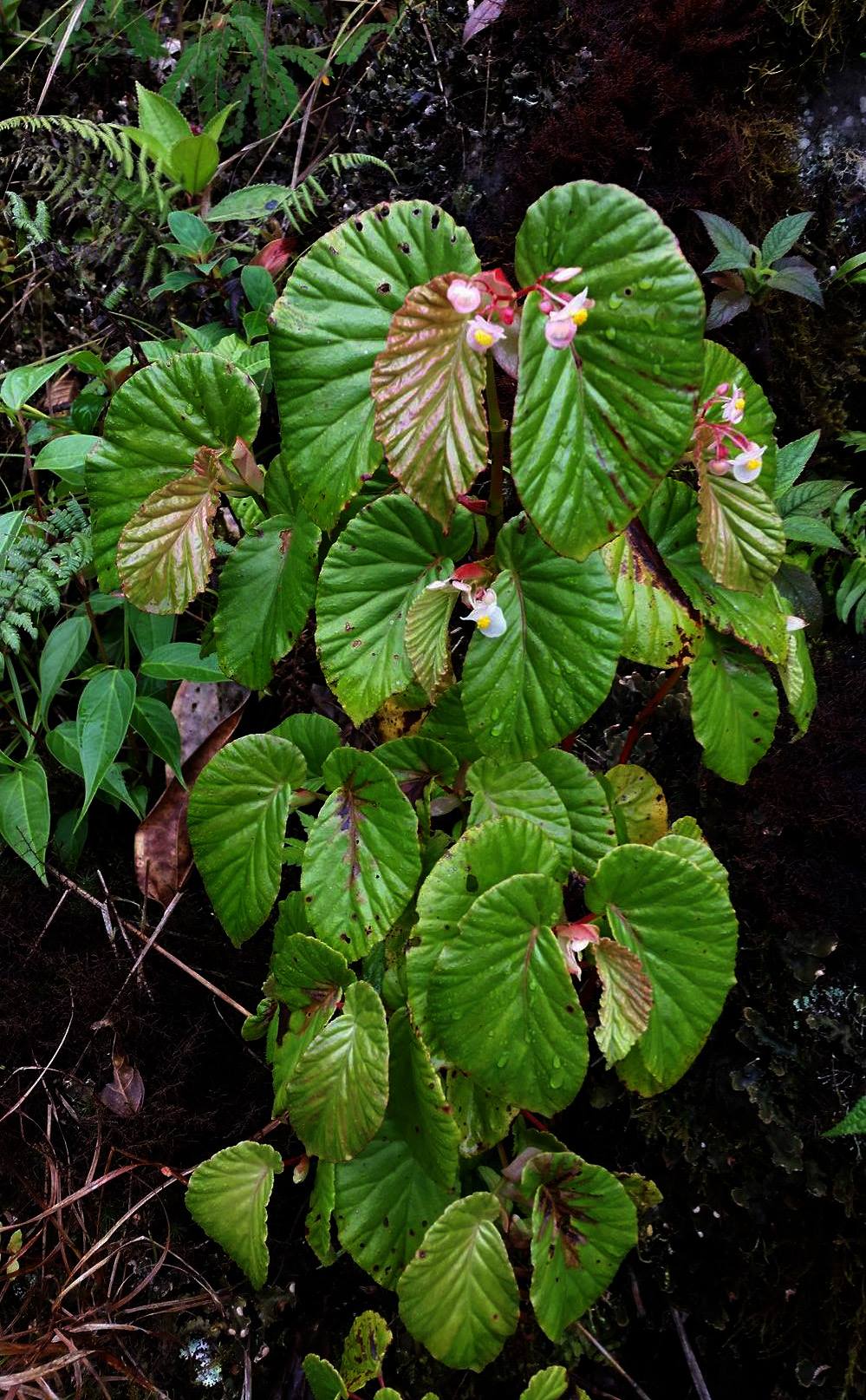 B. consobrina